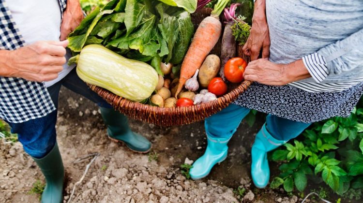 4 claves para diseñar tu huerta de hortalizas en casa, para argentina, hemisferio sur