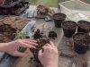 guía práctica para cultivar hortalizas en espacios pequeños