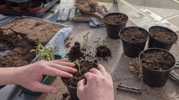 guía práctica para cultivar hortalizas en espacios pequeños