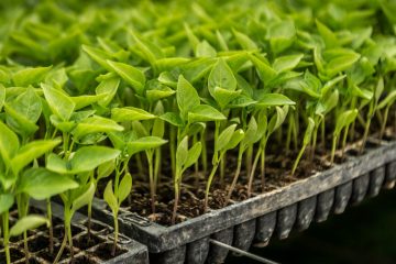 plantines de alta calidad para huertas y cultivos la solución ideal para productores y huerteros