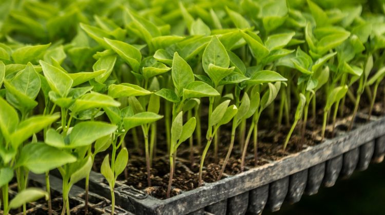 plantines de alta calidad para huertas y cultivos la solución ideal para productores y huerteros