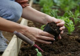 beneficios de cultivar tu propia huerta con semillas de calidad de fecoagro san juan