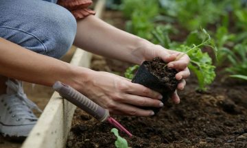 beneficios de cultivar tu propia huerta con semillas de calidad de fecoagro san juan