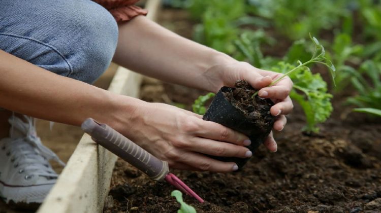 beneficios de cultivar tu propia huerta con semillas de calidad de fecoagro san juan