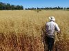 semillas de avena cultivo, beneficios y variedad avena maría inta