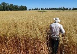 semillas de avena cultivo, beneficios y variedad avena maría inta