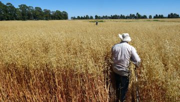 semillas de avena cultivo, beneficios y variedad avena maría inta