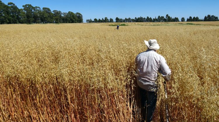 semillas de avena cultivo, beneficios y variedad avena maría inta