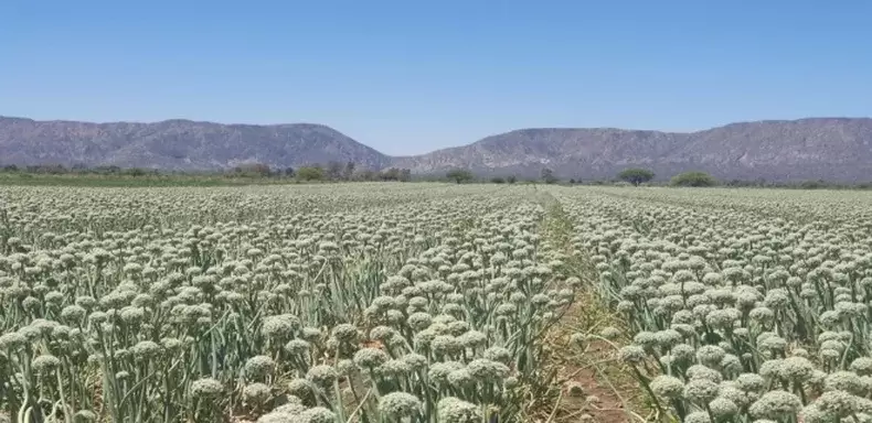 semillas de acelga, lechuga, tamate, zapallo, zahahoria